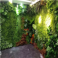 海口植物墙