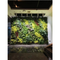 海南室内植物墙