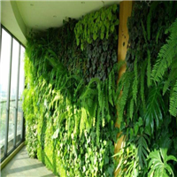 海口植物墙