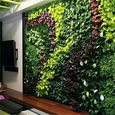 海口植物墙