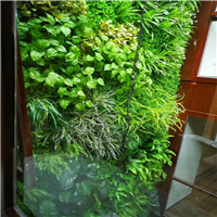 海口绿植墙