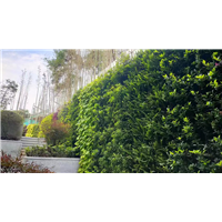 海口绿植墙