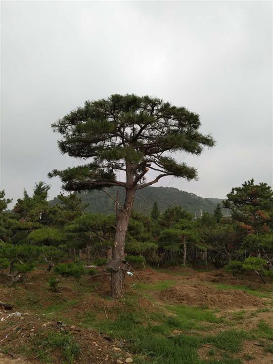 造型油松|造型油松价格|造型油松基地 
