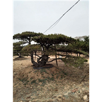 造型松价格_景观松价格_造型油松价格_造型黑松价格 