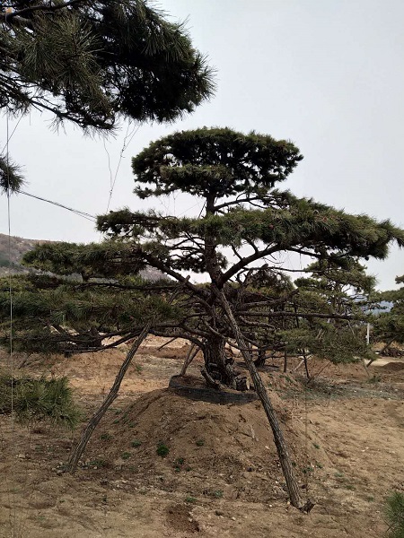 造型松_造型松价格_优质造型松 