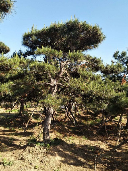造型油松规格