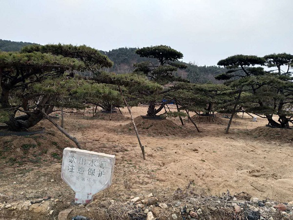 造型松|景观松|造型油松|山东造型松| 