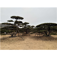造型松|景观松|造型黑松|造型油松 