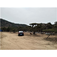 造型松|景观松|造型黑松| 