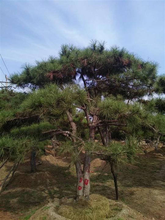 莱芜景观松 