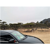 造型松_景观松树松 景观松 