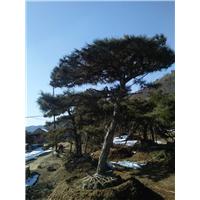 山东景观松 