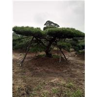 造型油松 