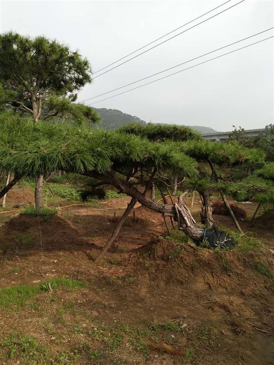 造型油松树干挺拔苍劲，茁壮生长，四季常春，不畏风雪严寒 