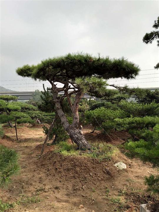 造型油松|造型油松价格|造型油松基地 