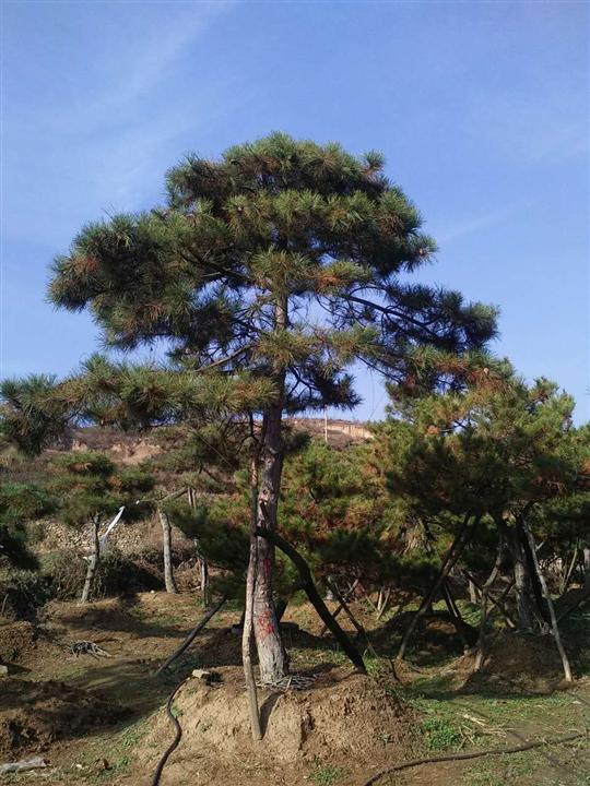 莱芜景观松 