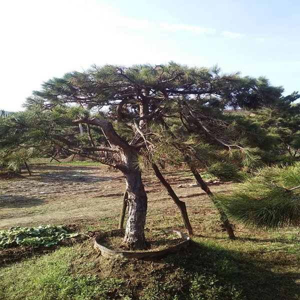 山东景观松 