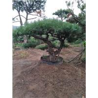 造型油松|造型油松价格|造型油松基地 