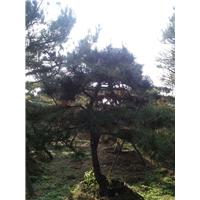 莱芜景观松 