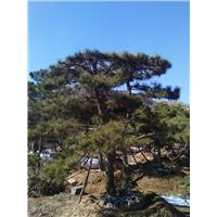 山东莱芜出售景观松