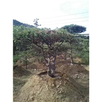 造型景观松 
