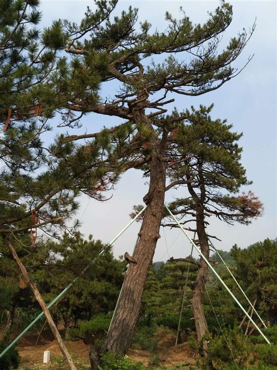 造型油松|造型油松价格|造型油松基地 