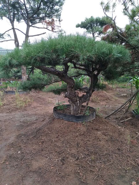 造型油松|造型油松价格|造型油松基地 