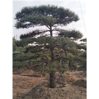 山东造型油松_莱芜造型黑松_泰安造型油松基地 
