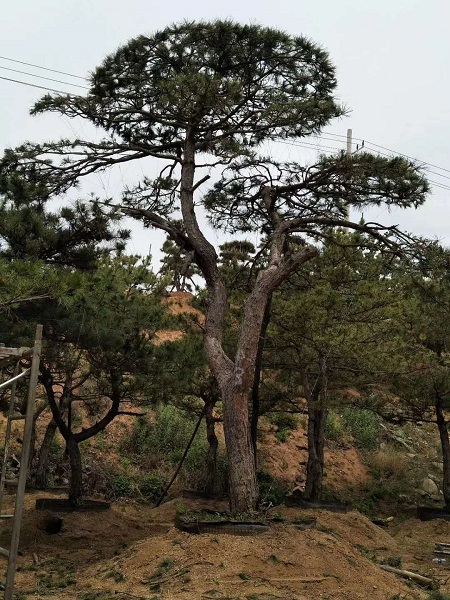 大型造型景观松树培育基地 
