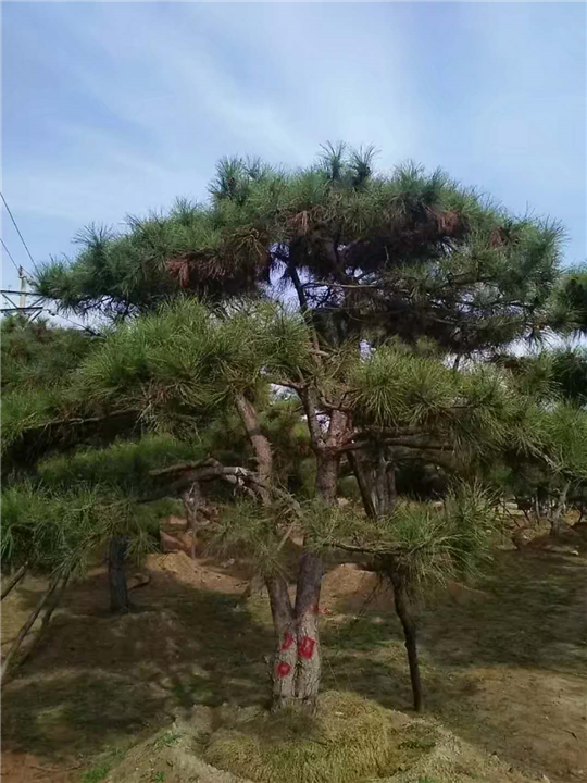 造型景观松基地 