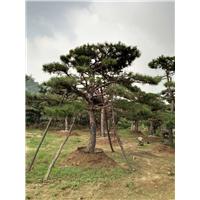 造型油松|造型油松价格|造型油松基地 