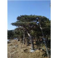 造型油松_造型油松图片 