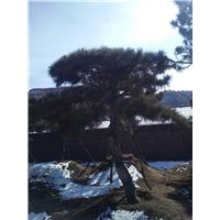 山东造型松 