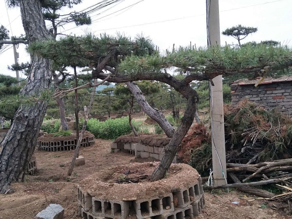 造型景观松基地 