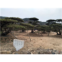 造型松|景观松|造型油松|山东造型松| 