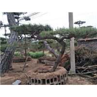 造型景观松基地 