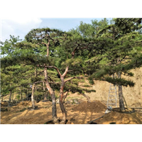 泰山景观松 