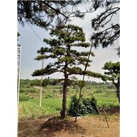 造型油松|造型油松价格|造型油松基地 