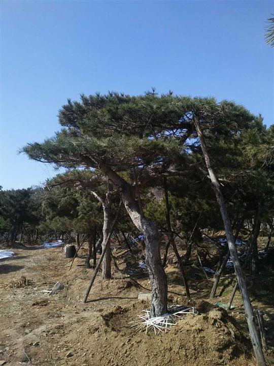 造型油松 