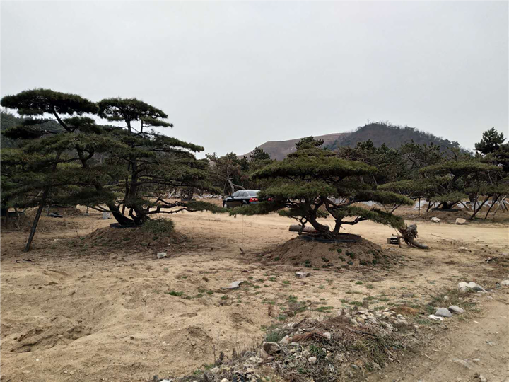 山东18公分造型油松20公分造型油松25公分造型油松28公分造型油松 