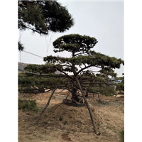 造型松_造型松价格_优质造型松 