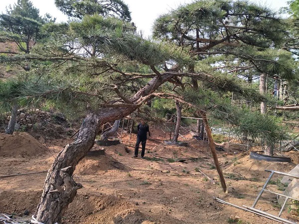 造型松基地 