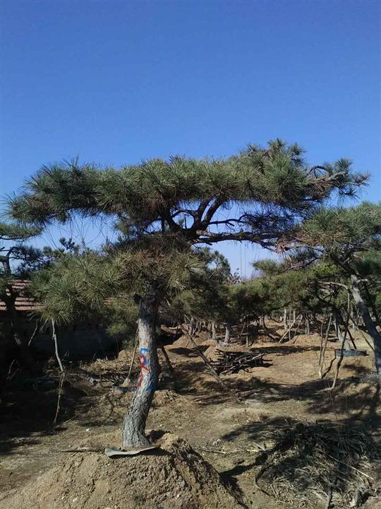 ﻿﻿山东莱芜景松盆景
