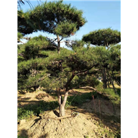 造型油松图片 