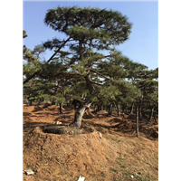 2020年造型景观松图片欣赏 