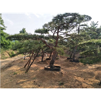 山东造型油松 