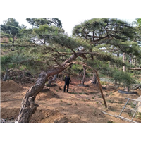 造型松基地 