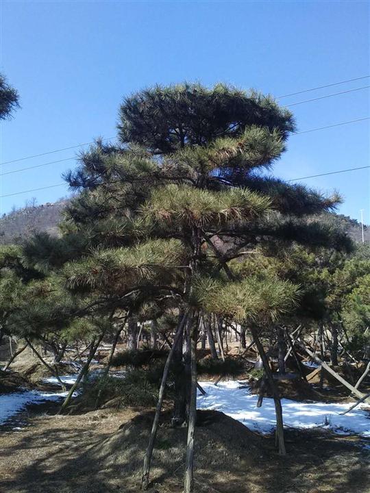 山东造型松