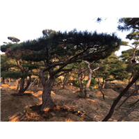 园林景观中常用的造型景观松 