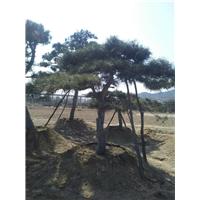 山东造型松 